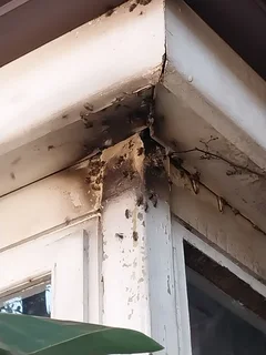 bee removal service