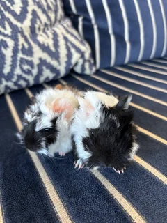 Guinea pig babies