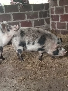 Young Kolbroek Pigs available