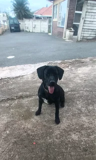 Labrador pup 10 months old