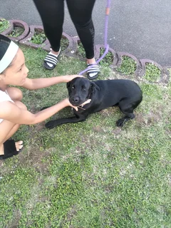 Labrador pup 10 months old