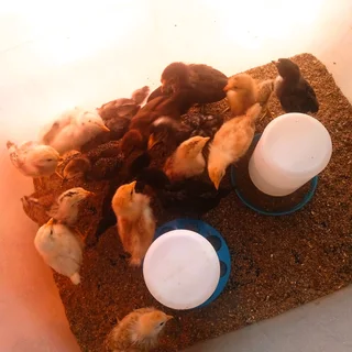 Baby chicks