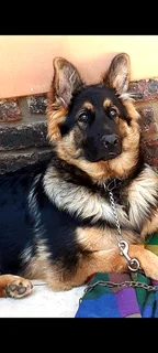 German shepherd puppy