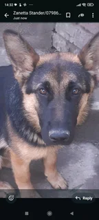 German shepherd puppy