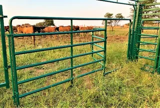 CATTLE FORCE PEN / BUD BOX/ CIRCULAR KRAAL