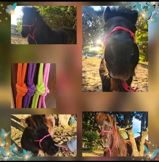 Various Bright Coloured Miniature Horse Halters available