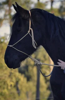 Beige Soft Touch Rope Halters