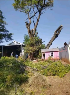 Tree felling / Tree cutting