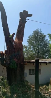 Tree felling / Tree cutting