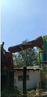 Tree felling / Tree cutting