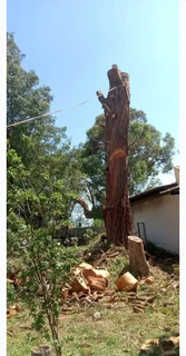 Tree felling / Tree cutting