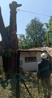 Tree felling / Tree cutting