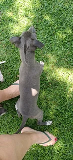Italian Greyhound/Whippet puppies
