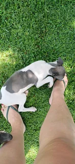 Italian Greyhound/Whippet puppies