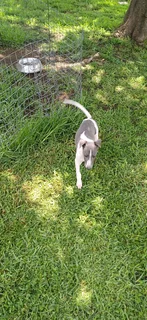 Italian Greyhound/Whippet puppies
