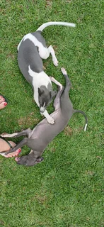 Italian Greyhound/Whippet puppies