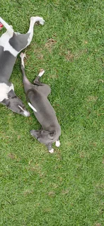 Italian Greyhound/Whippet puppies