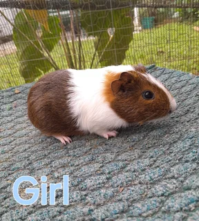 Gorgeous baby guinea pigs