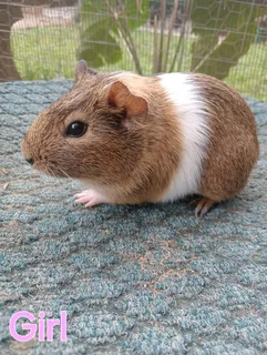 Gorgeous baby guinea pigs