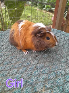 Young Guinea Pigs looking  for their forever homes