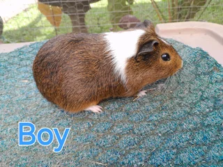Young Guinea Pigs looking  for their forever homes