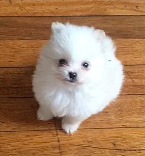 Pomeranian Toypom puppy