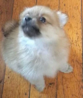 Toypom puppy