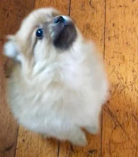 Toypom puppy