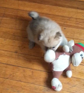 Toypom puppy
