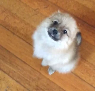 Toypom puppy