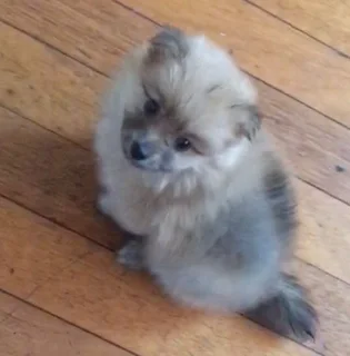 Toypom puppy
