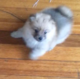 Toypom puppy