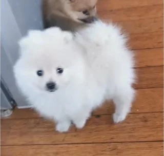 Toypom pomeranian puppy