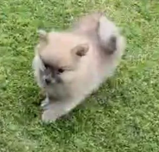 Toypom puppy