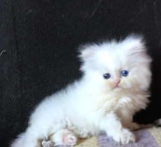 Persian kitten