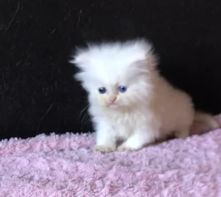 Persian kitten