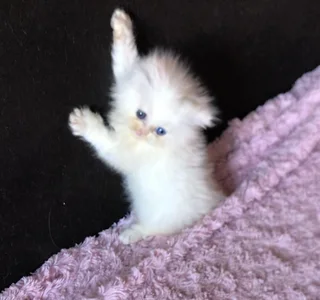 Persian kitten
