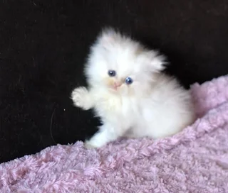 Persian kitten