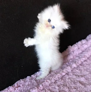 Persian kitten