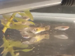 Snakeskin guppies