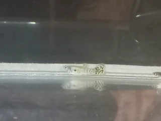 Snakeskin guppies
