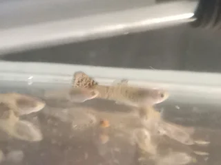Snakeskin guppies