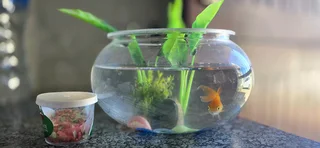 Beautiful goldfish with bowl