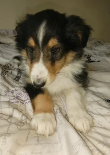Rough / Lassie type collie puppies
