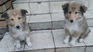 Rough / Lassie type collie puppies