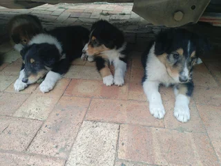 Rough / Lassie type collie puppies