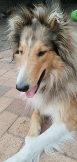 Rough / Lassie type collie puppies