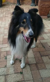 Rough / Lassie type collie puppies