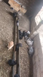 Rabbits on special for 2025