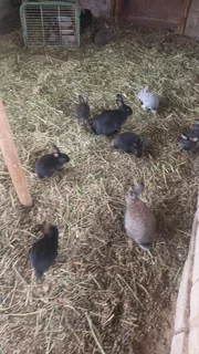 Rabbits on special for 2025